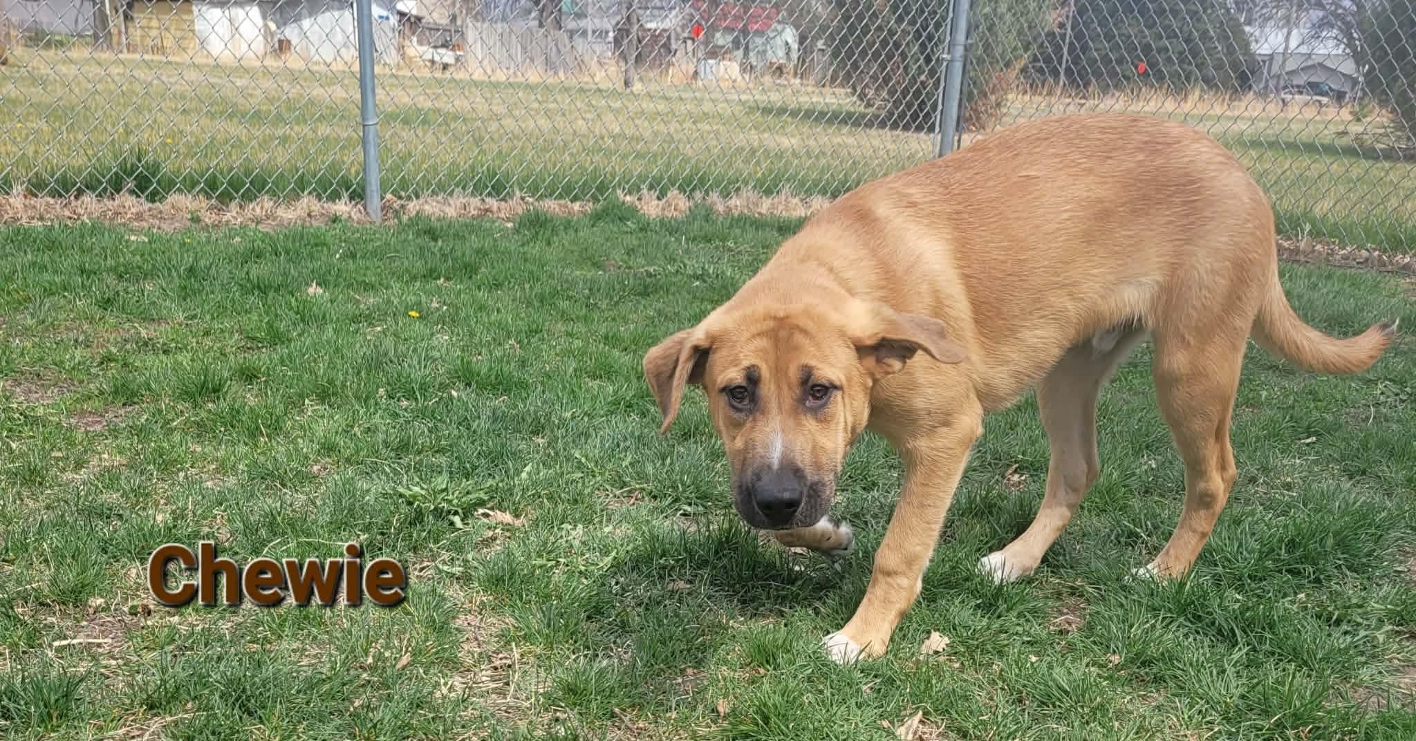 Enlarge Chewbarka, a Adoptable mixed breed in ONeill, NE image 3/3