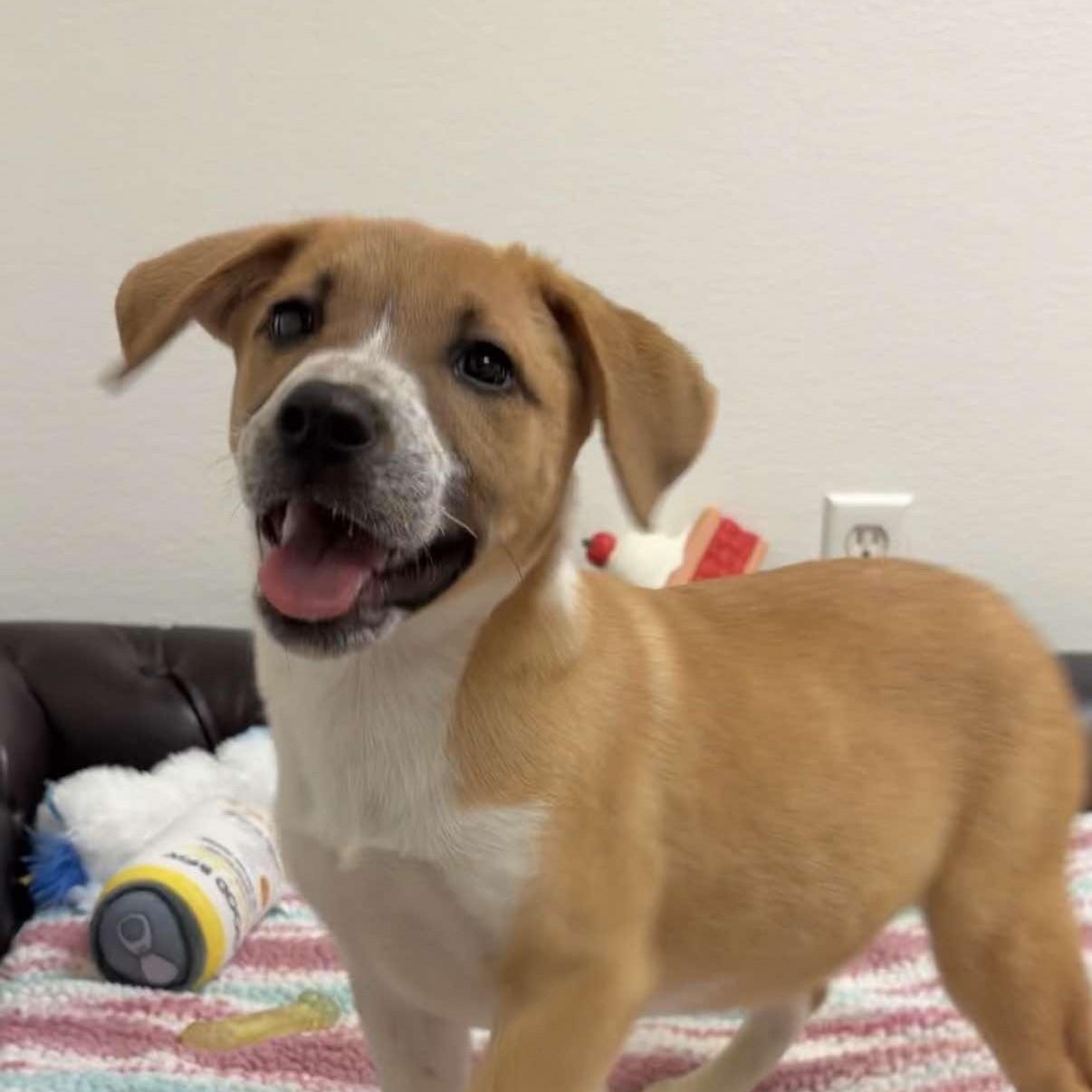 Cheesy Fiesta Potatoes