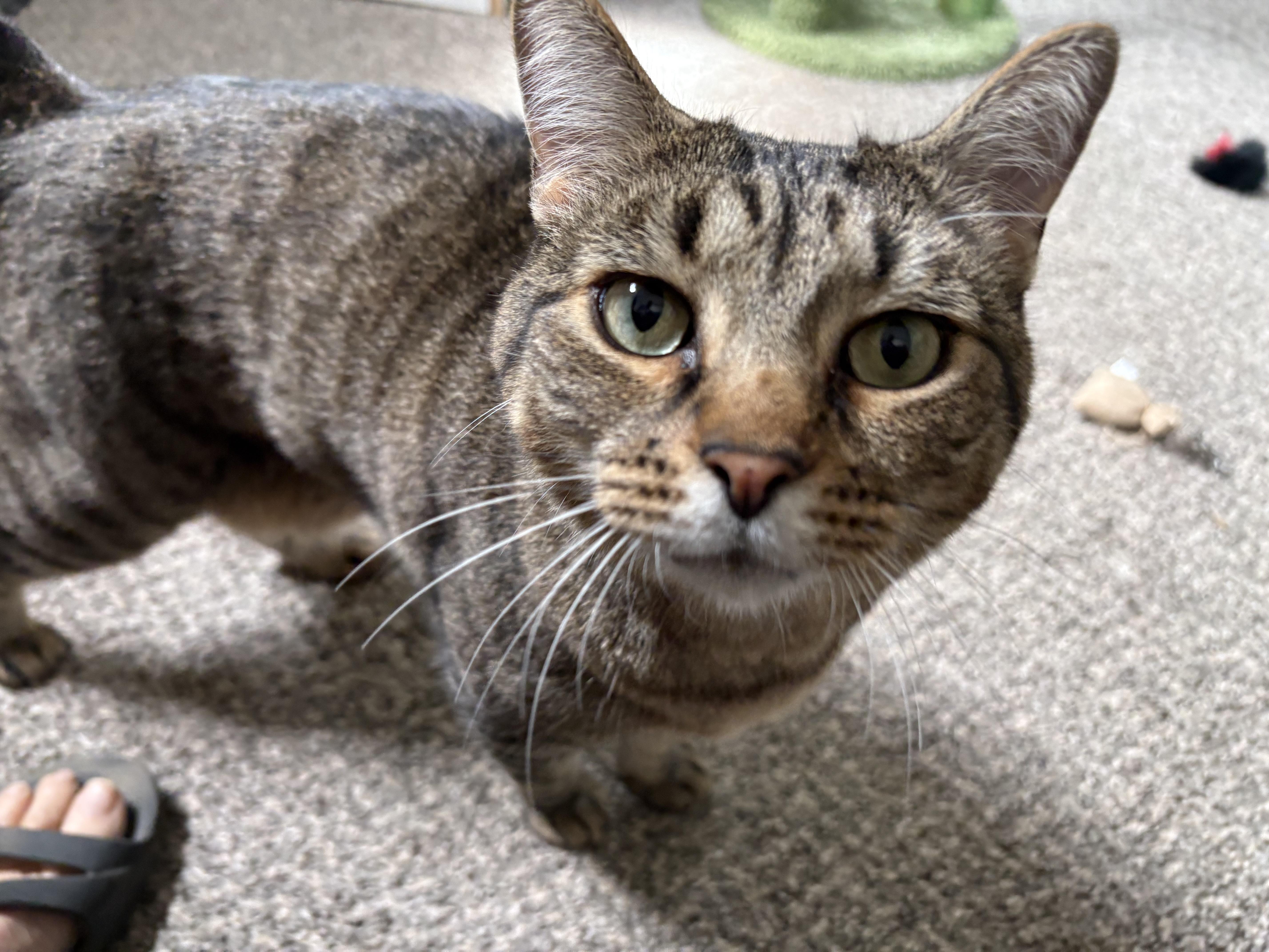 Enlarge King, an adopted Domestic Short Hair in Carson City, NV image 2/3