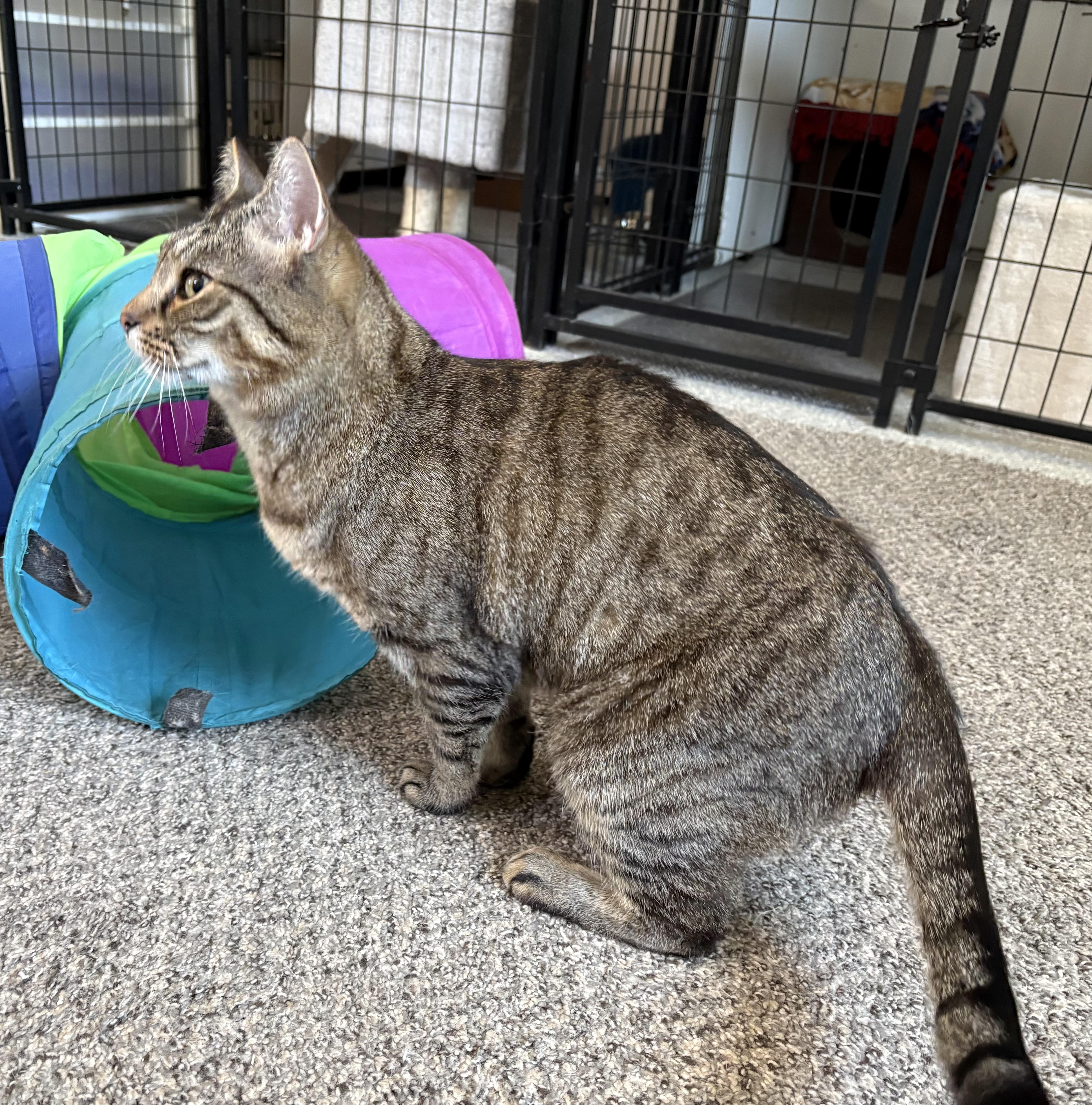 Enlarge King, an adopted Domestic Short Hair in Carson City, NV image 1/3