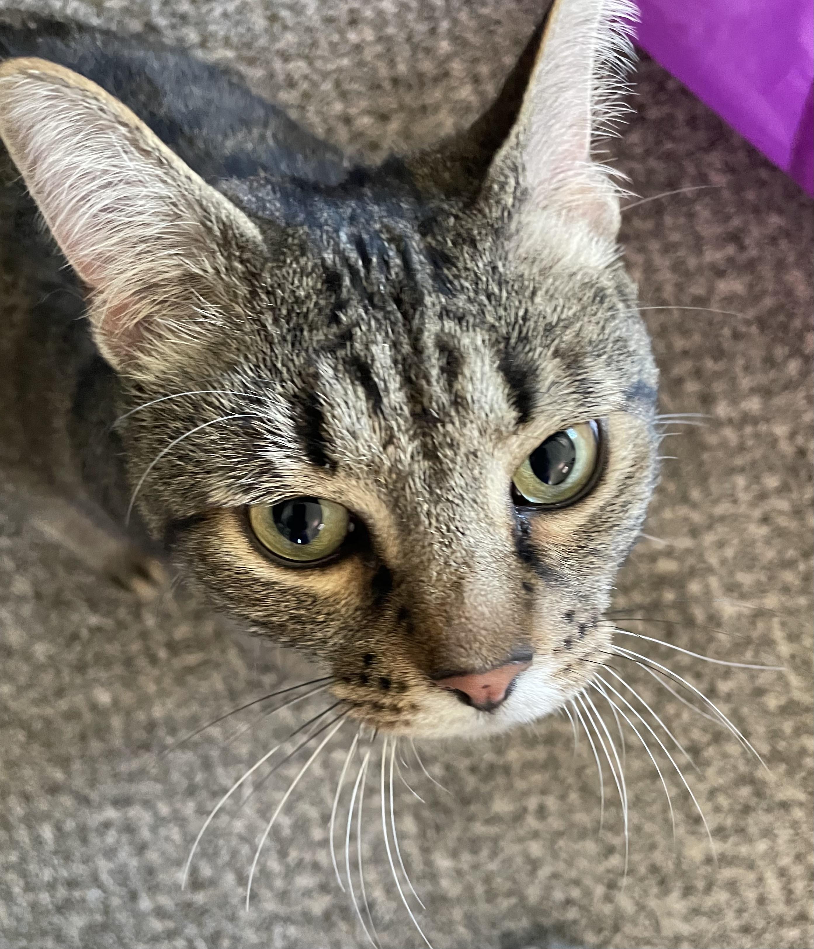 Enlarge King, an adopted Domestic Short Hair in Carson City, NV image 3/3