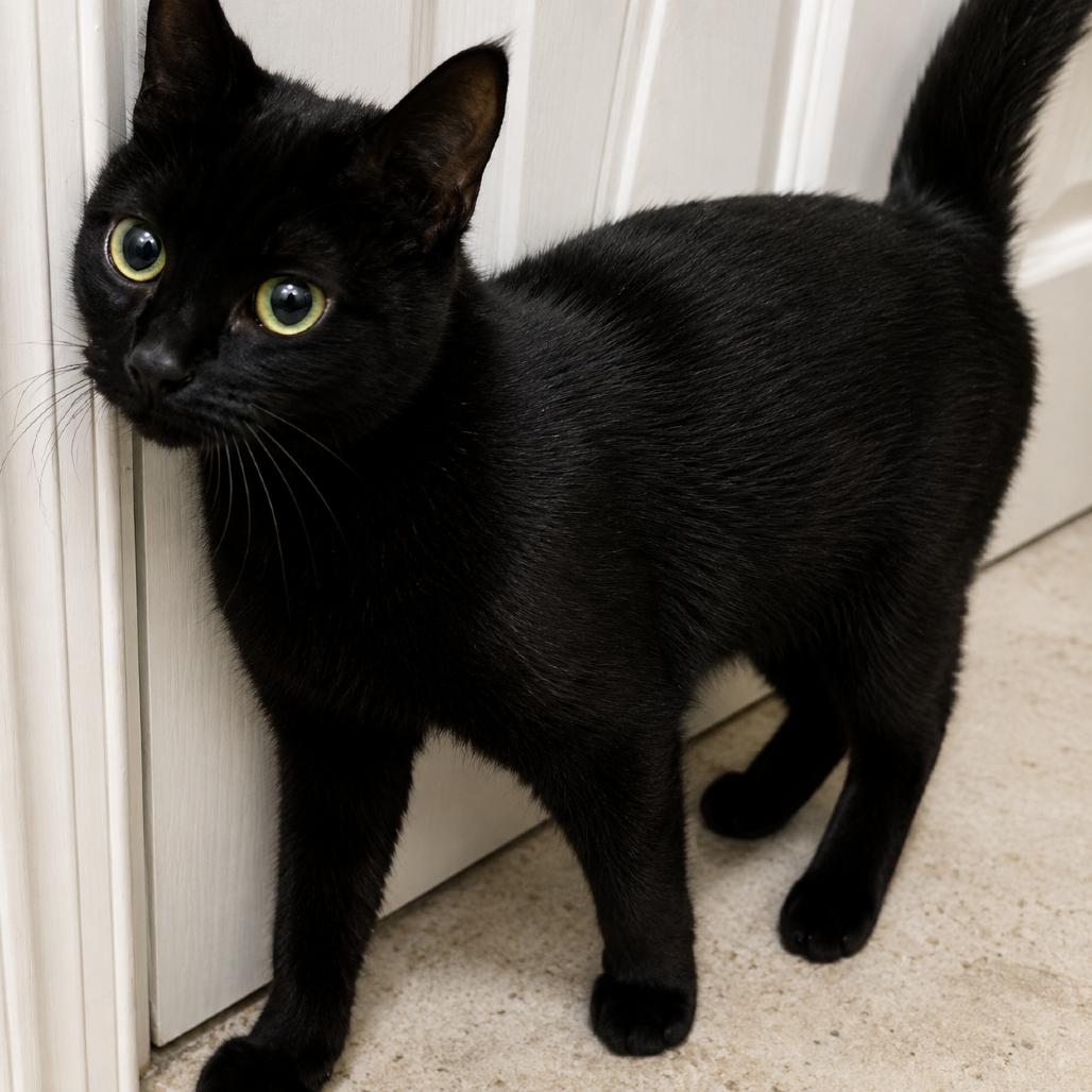 Duchess, a Adoptable mixed breed in Silver Spring, MD image 3/3