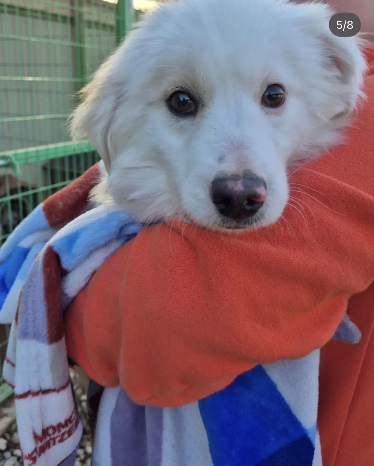 MICHAEL, Adopted, Puppy Male Jindo & Spitz.