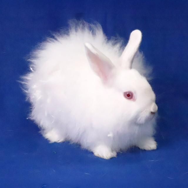 DAPHNE, Adoptable, Young Female Bunny Rabbit.