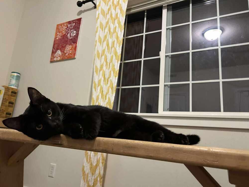 Valor, Adoptable, Kitten Male Domestic Short Hair.