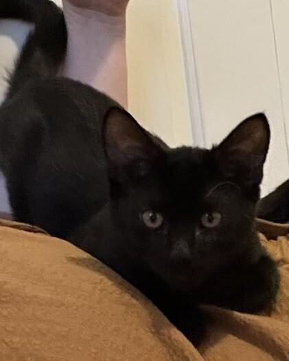 Enlarge Valor, a Adoptable mixed breed in Lebanon, OR image 2/3