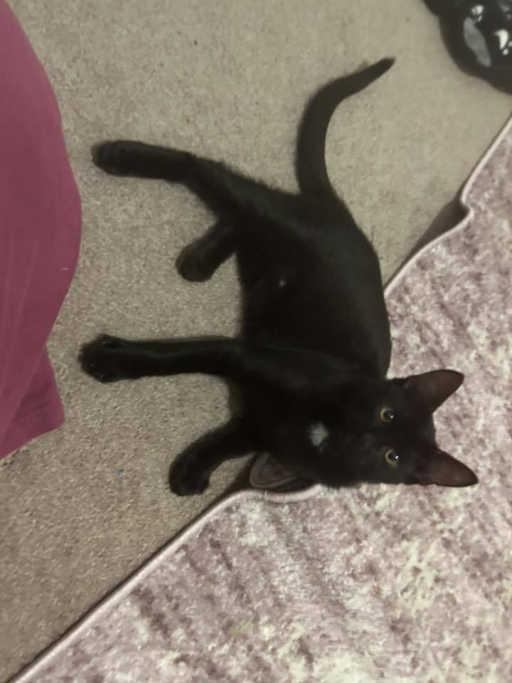 Enlarge Valor, a Adoptable mixed breed in Lebanon, OR image 3/3