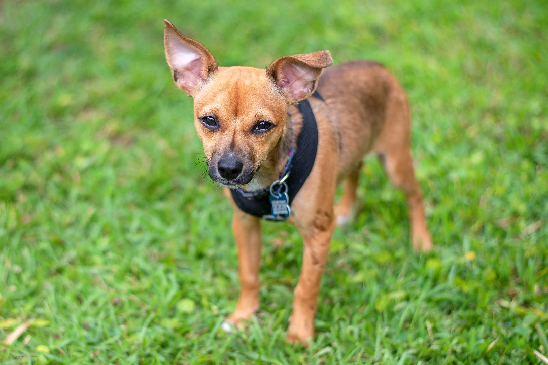 Roscoe, a Adoptable mixed breed in Baton Rouge, LA image 1/6