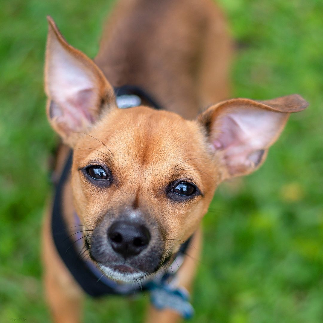 Roscoe, a Adoptable mixed breed in Baton Rouge, LA image 2/6