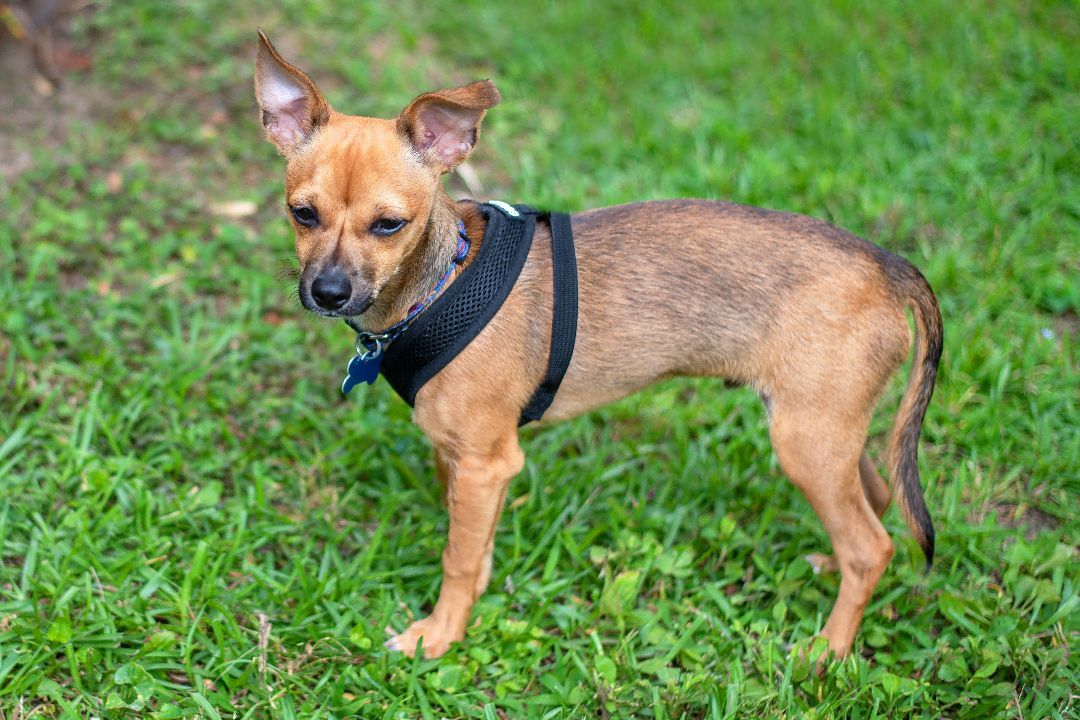 Roscoe, a Adoptable mixed breed in Baton Rouge, LA image 3/6