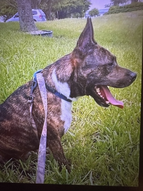 Enlarge Henry, a Adoptable Mixed Breed in LEHIGH ACRES, FL image 8/12