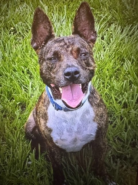 Enlarge Henry, a Adoptable Mixed Breed in LEHIGH ACRES, FL image 9/12