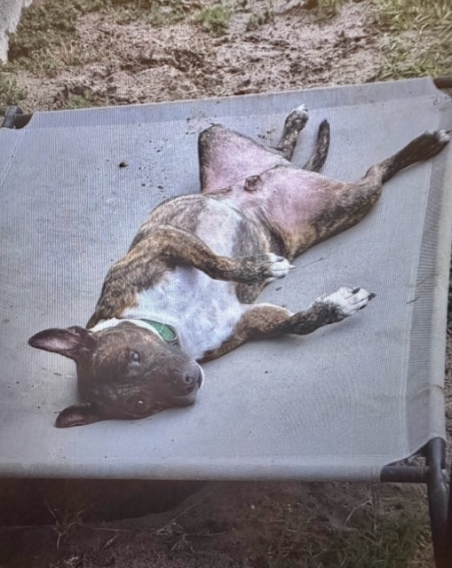 Enlarge Henry, a Adoptable Mixed Breed in LEHIGH ACRES, FL image 10/12