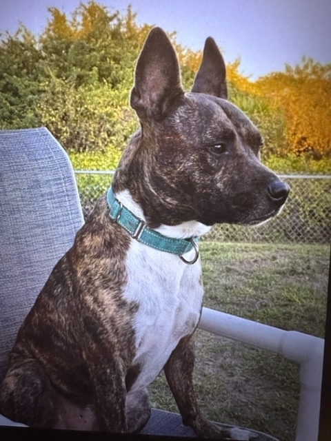 Enlarge Henry, a Adoptable Mixed Breed in LEHIGH ACRES, FL image 11/12