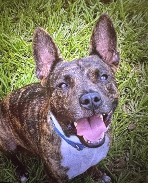 Enlarge Henry, a Adoptable Mixed Breed in LEHIGH ACRES, FL image 12/12