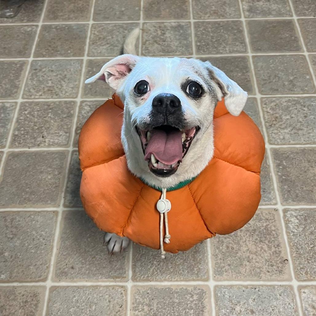 Sassy, adopted, Senior Female Beagle.