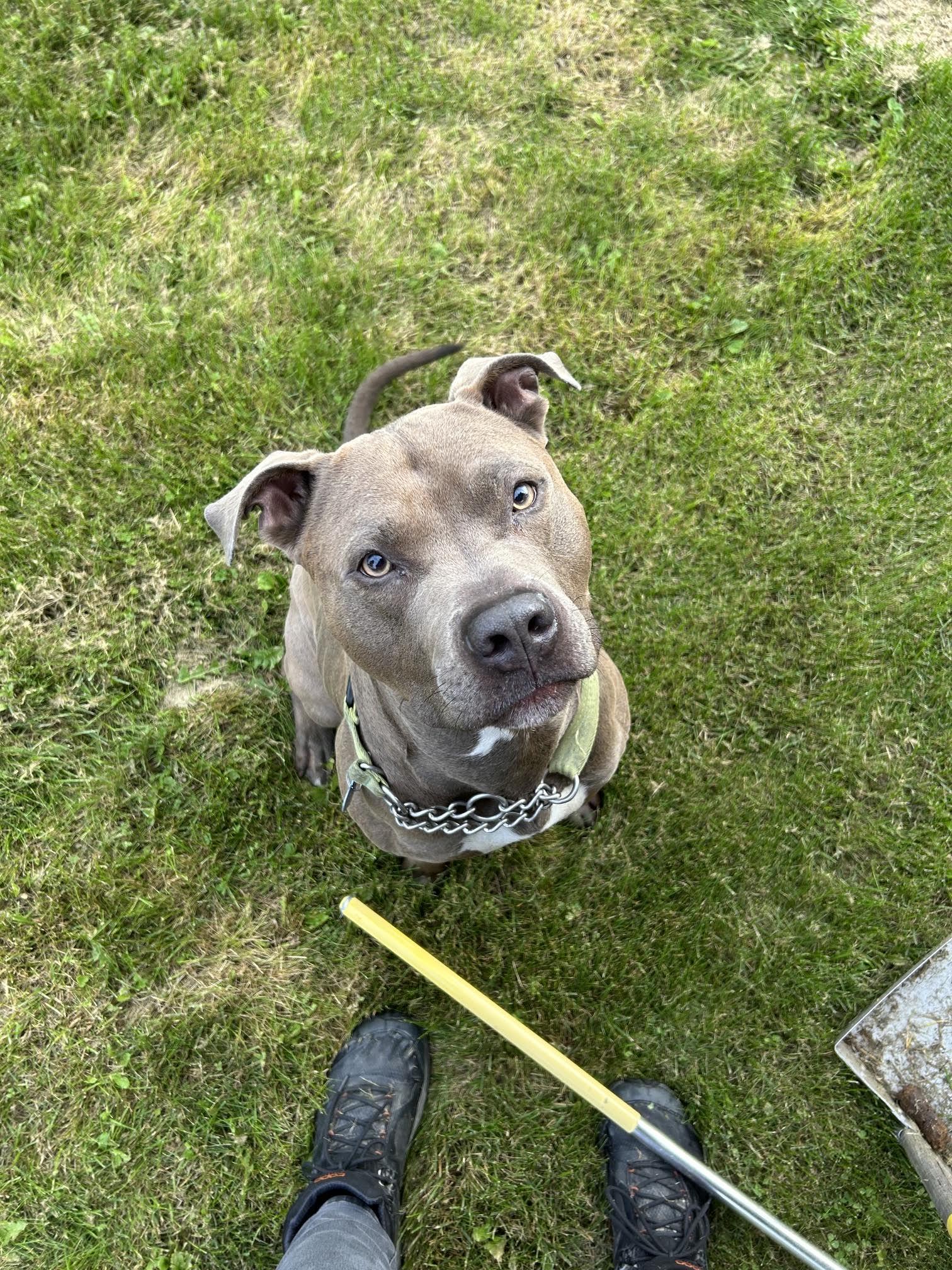 Enlarge Azul, a Adoptable Pit Bull Terrier in Homer, AK image 1/3
