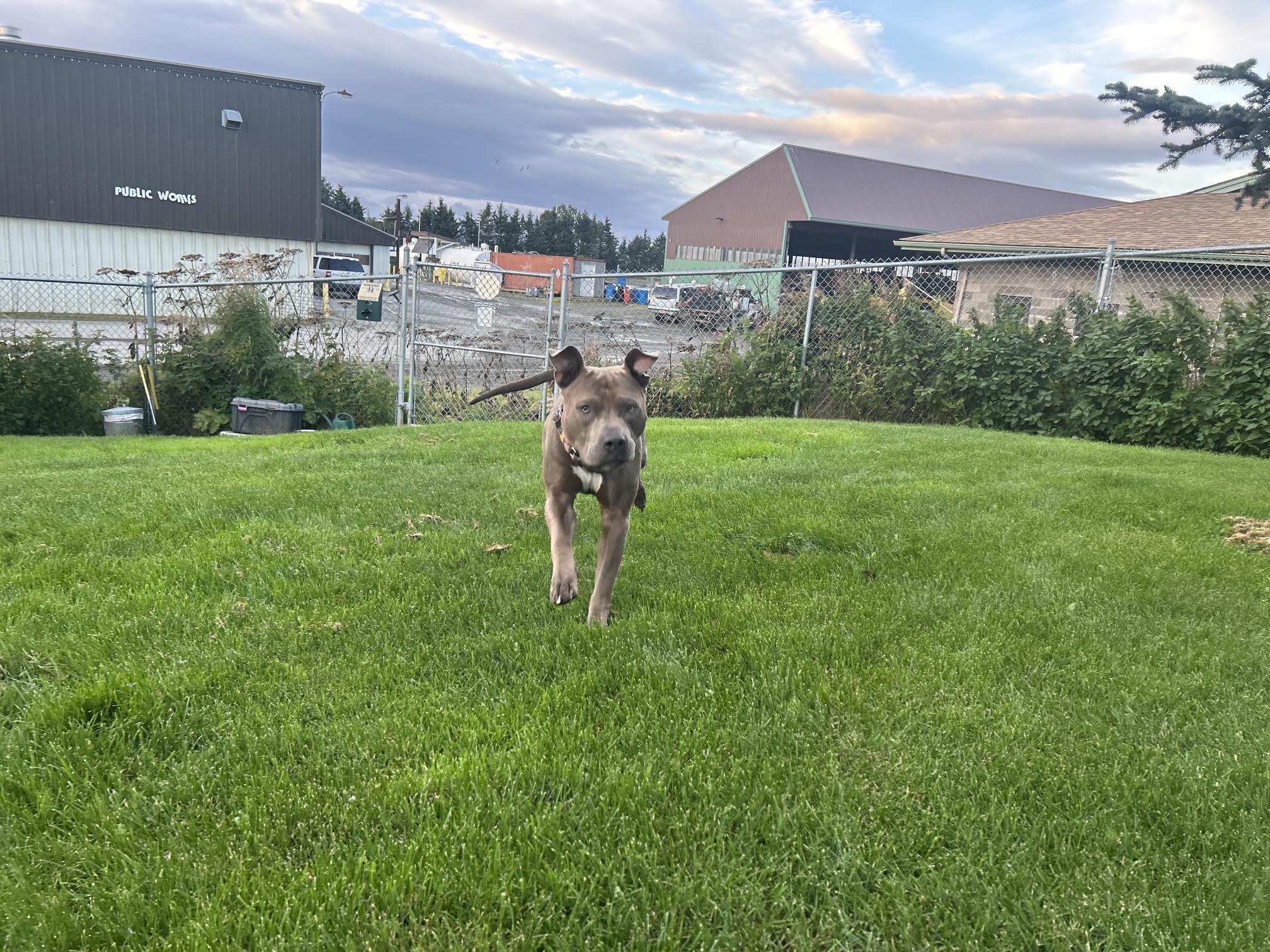 Enlarge Azul, a Adoptable Pit Bull Terrier in Homer, AK image 3/3