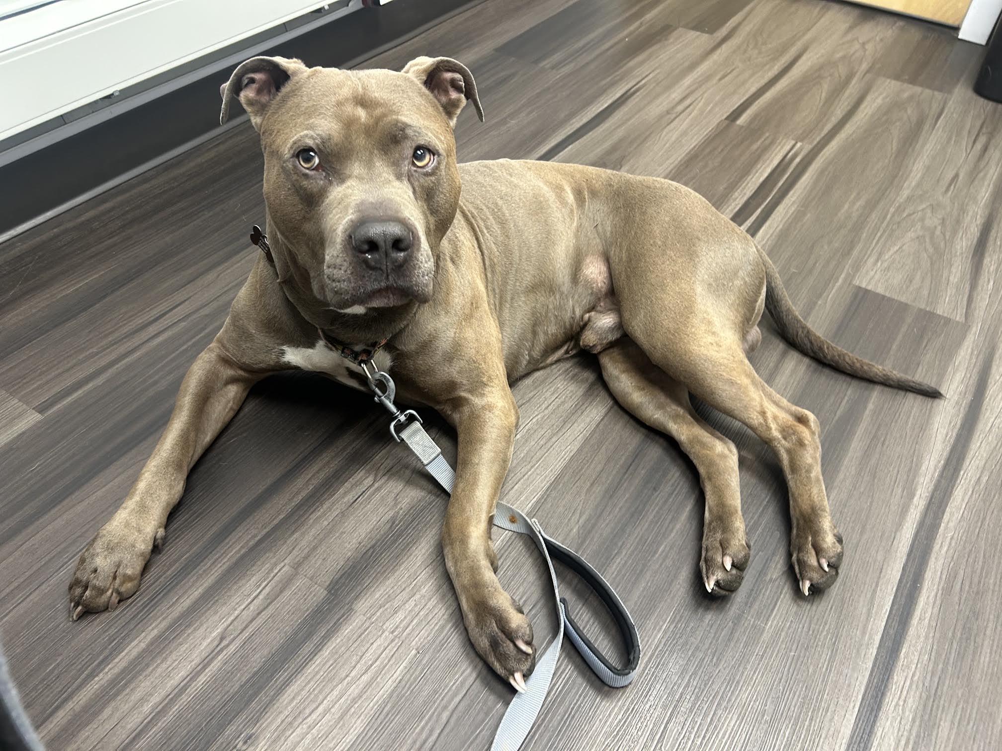Enlarge Azul, a Adoptable Pit Bull Terrier in Homer, AK image 2/3