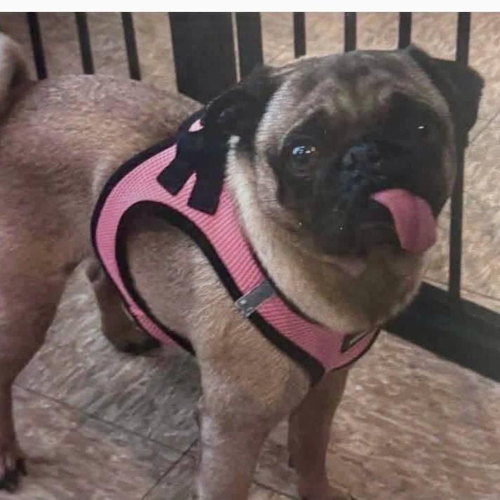 Adonis, adopted, Young Male Pug.