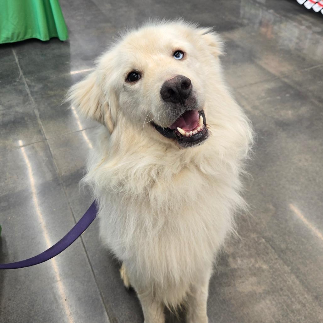 Norfolk, Adoptable, Adult Male Great Pyrenees & Australian Shepherd.