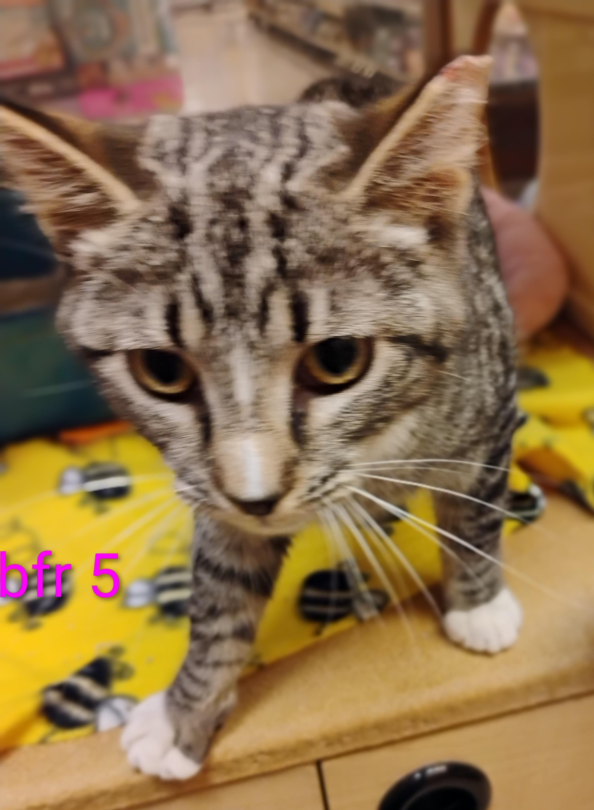 Bronco, ADOPTABLE, Young Male Domestic Short Hair.