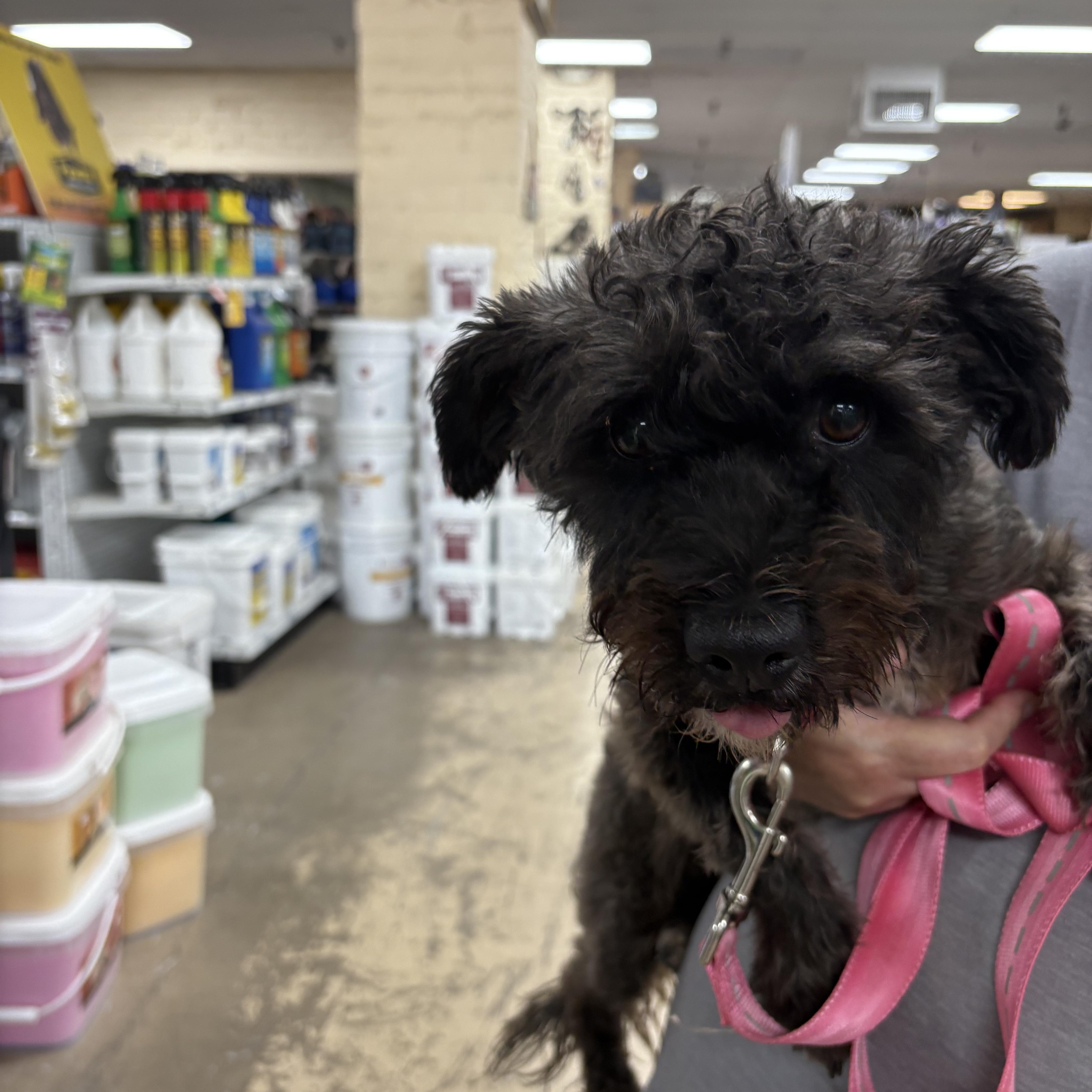 Enlarge Julep, a Adoptable mixed breed in Tucson, AZ image 2/3