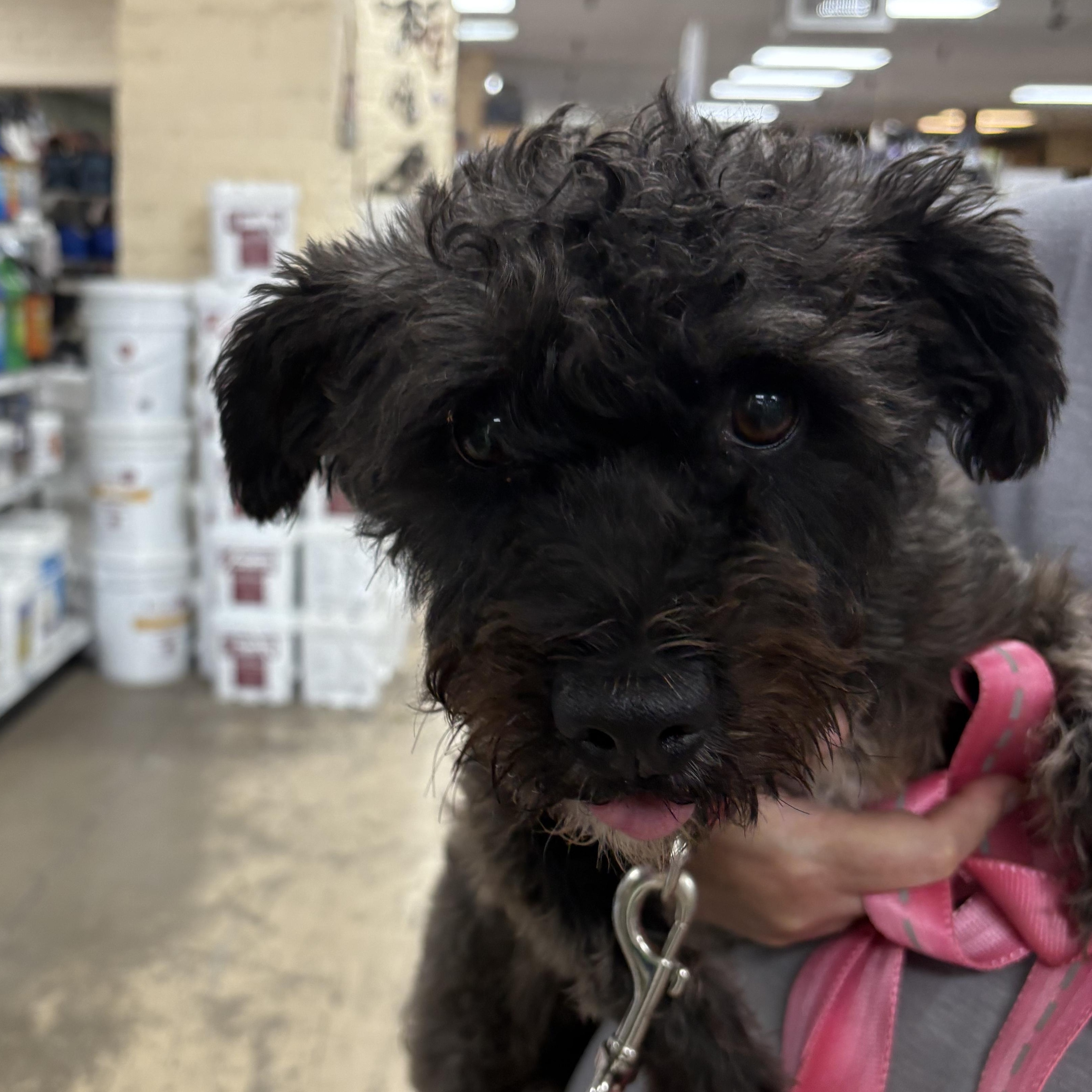 Enlarge Julep, a Adoptable mixed breed in Tucson, AZ image 1/3