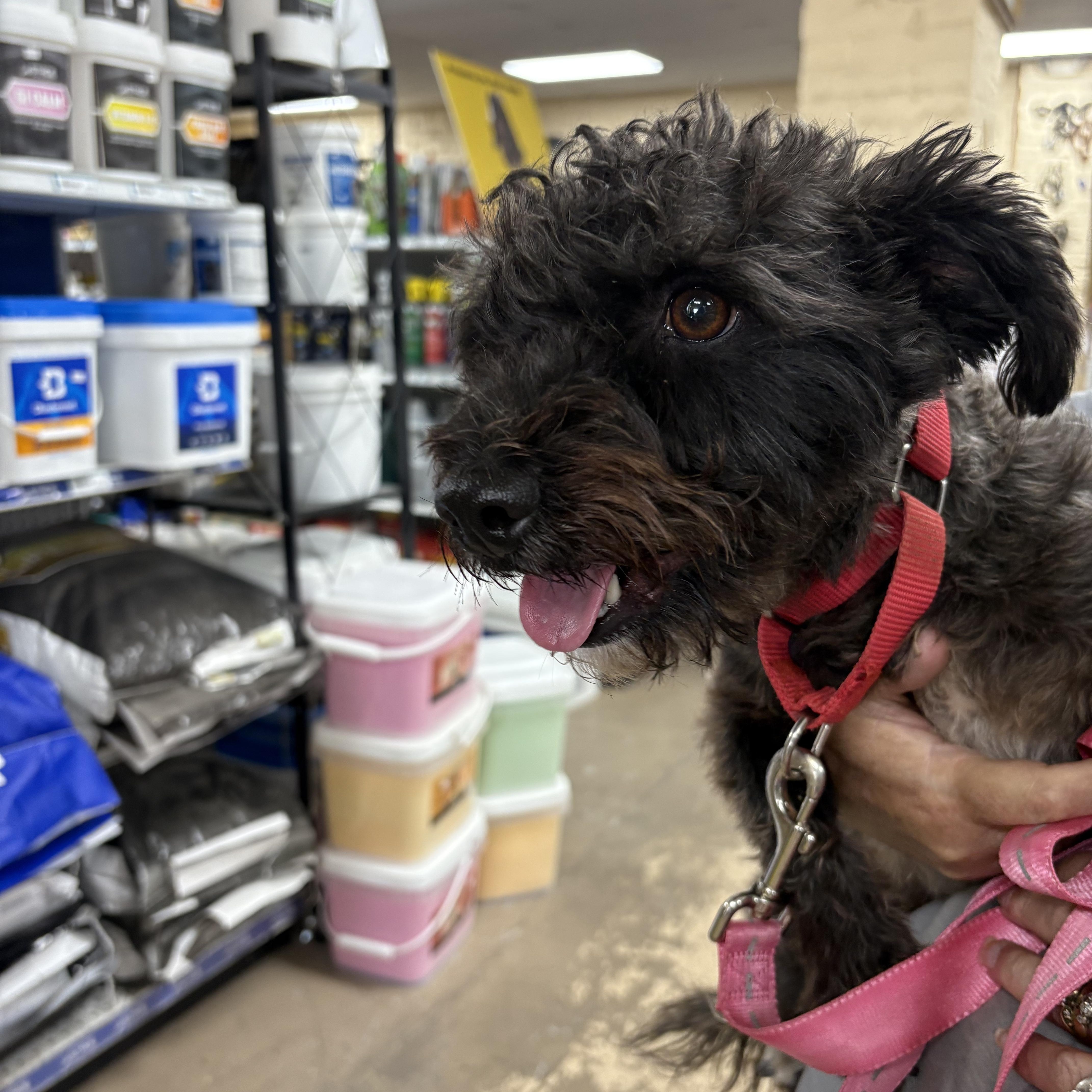 Enlarge Julep, a Adoptable mixed breed in Tucson, AZ image 3/3