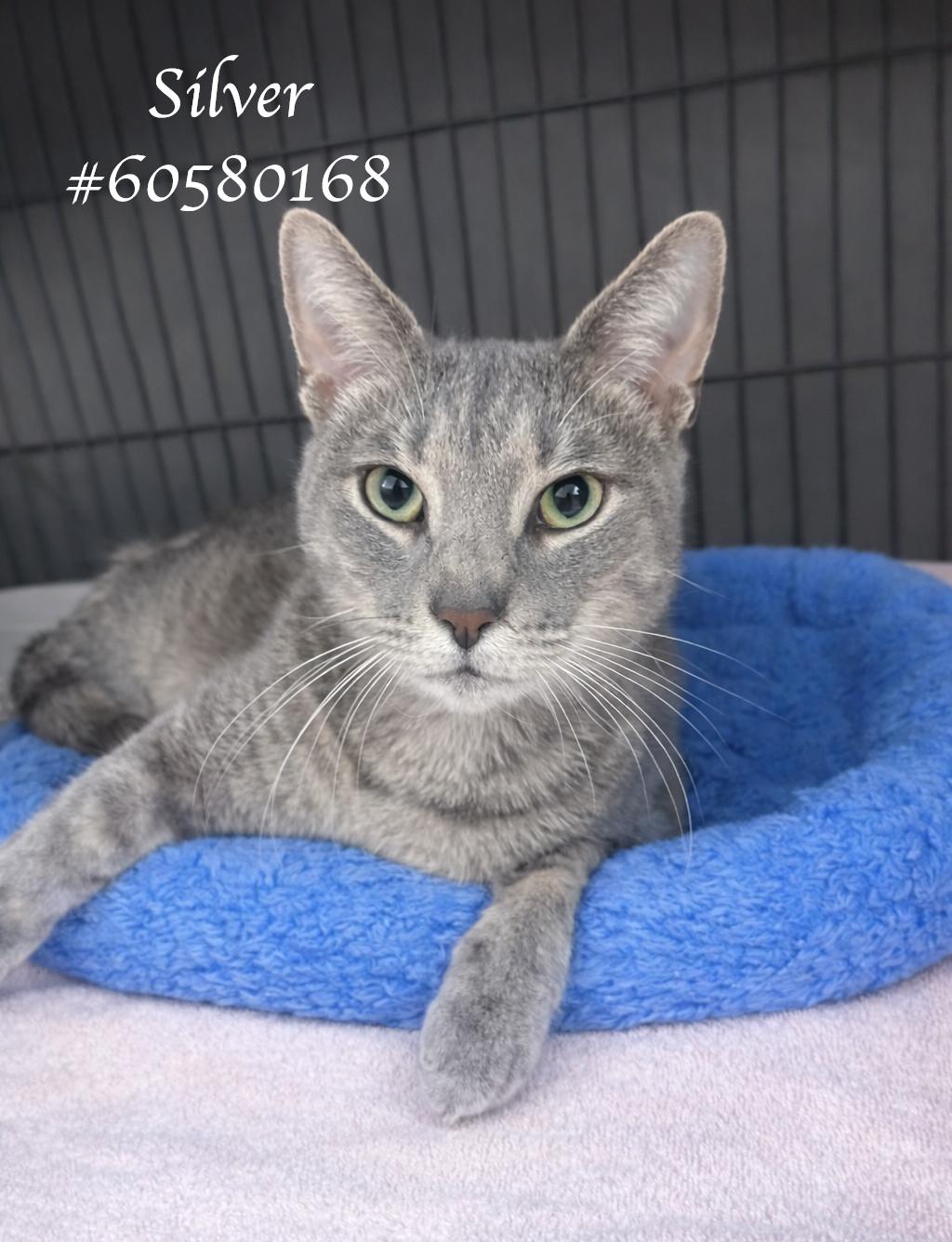 Enlarge Silver, an adopted Tabby in Wilkes Barre, PA image 1/1