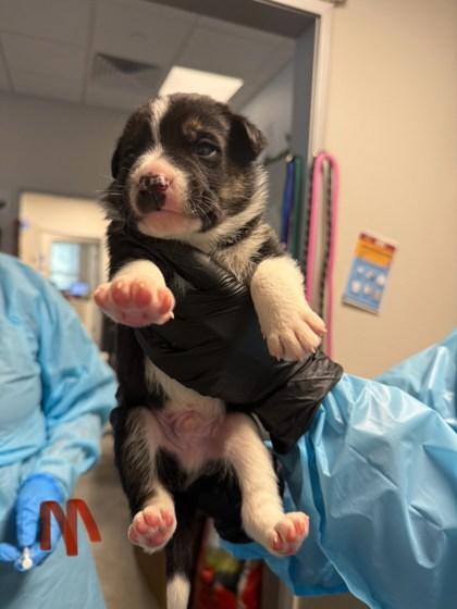 Slinky Dog, Adoptable, Puppy Male Rottweiler & Shepherd.