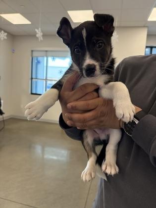 Enlarge Slinky Dog, a Adoptable mixed breed in Fresno, CA image 2/3