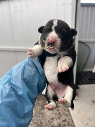 Enlarge Slinky Dog, a Adoptable mixed breed in Fresno, CA image 3/3