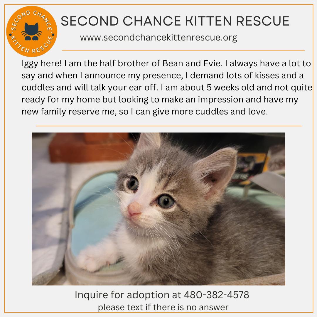 Enlarge IGGY, a Adopted American Shorthair in PHOENIX, AZ image 1/2