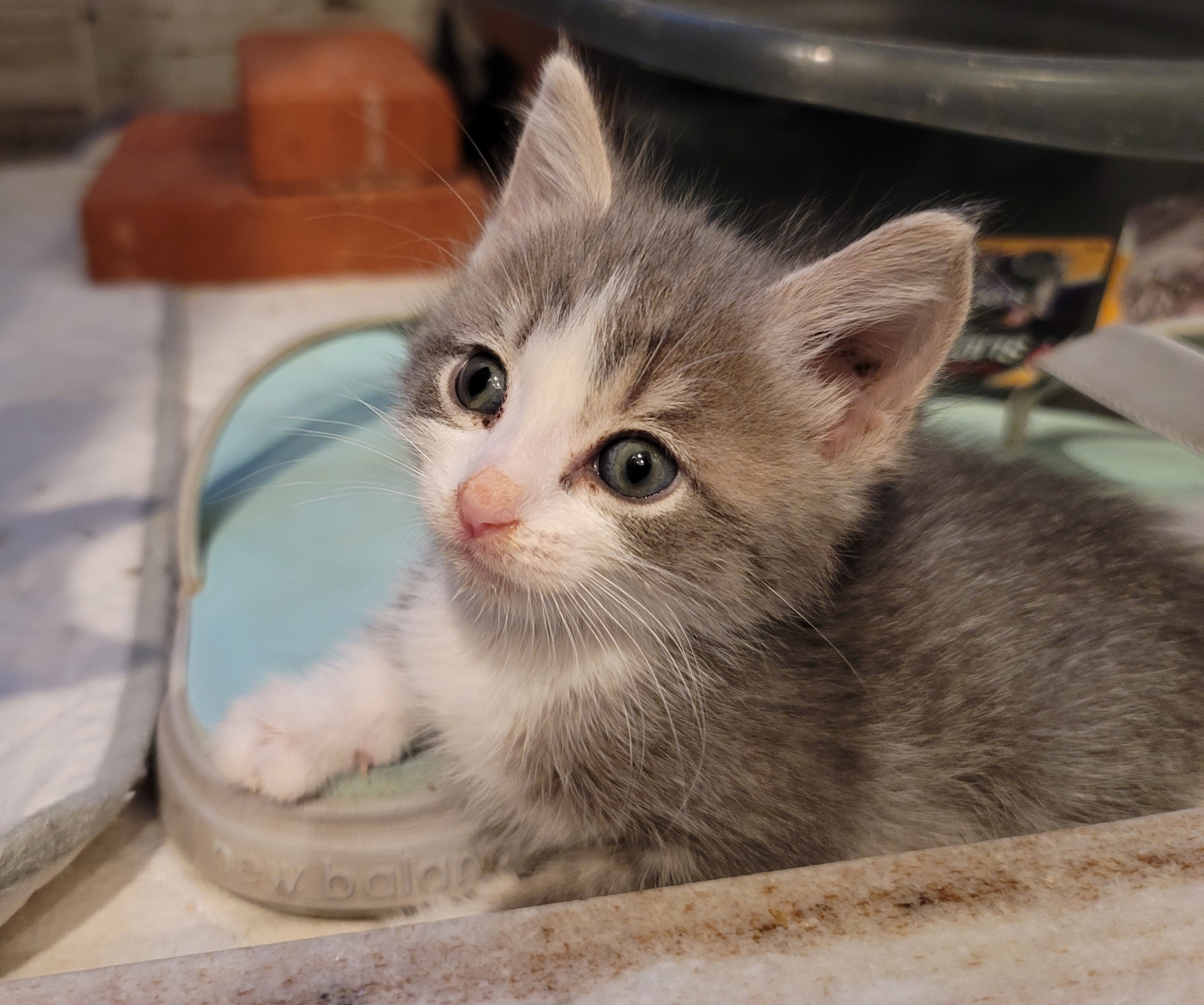 Enlarge IGGY, a Adopted American Shorthair in PHOENIX, AZ image 2/2
