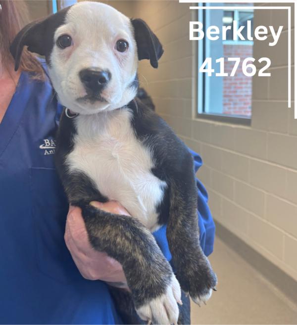 Berkley, Young Female Mixed Breed