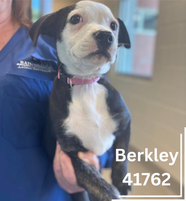 Berkley photo 2