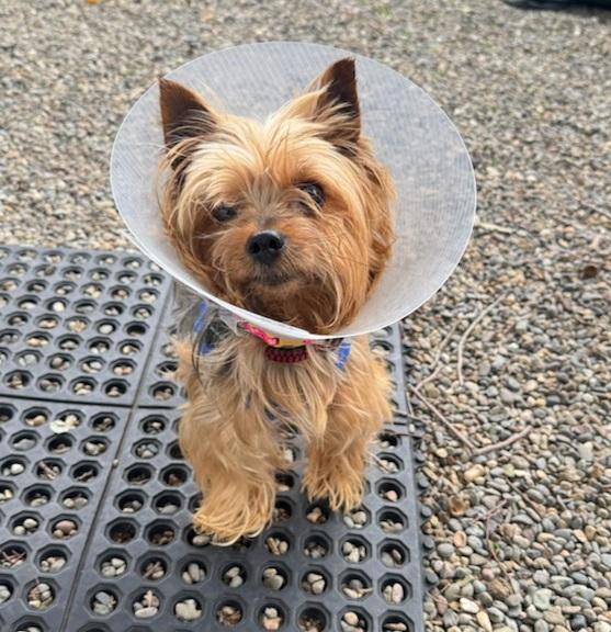 Angus, an adopted mixed breed in Sacramento, CA image 3/6