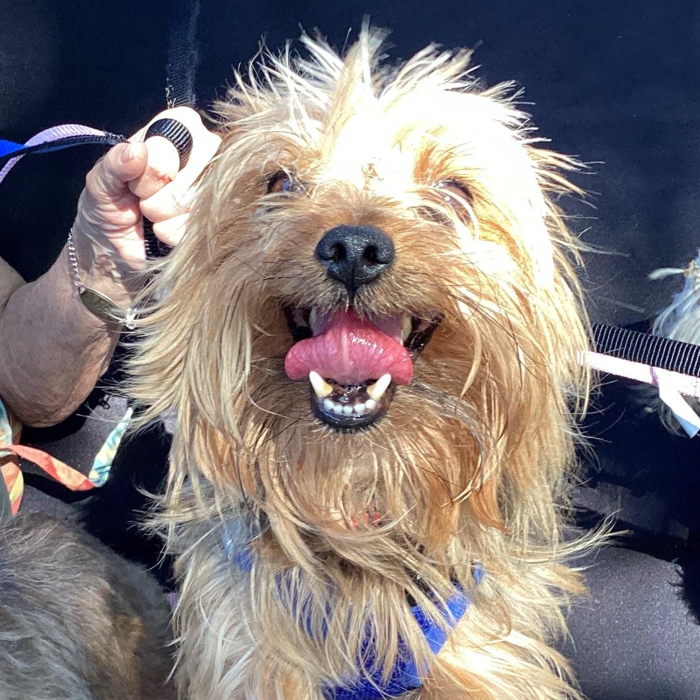 Angus, adopted, Adult Male Silky Terrier & Yorkshire Terrier.