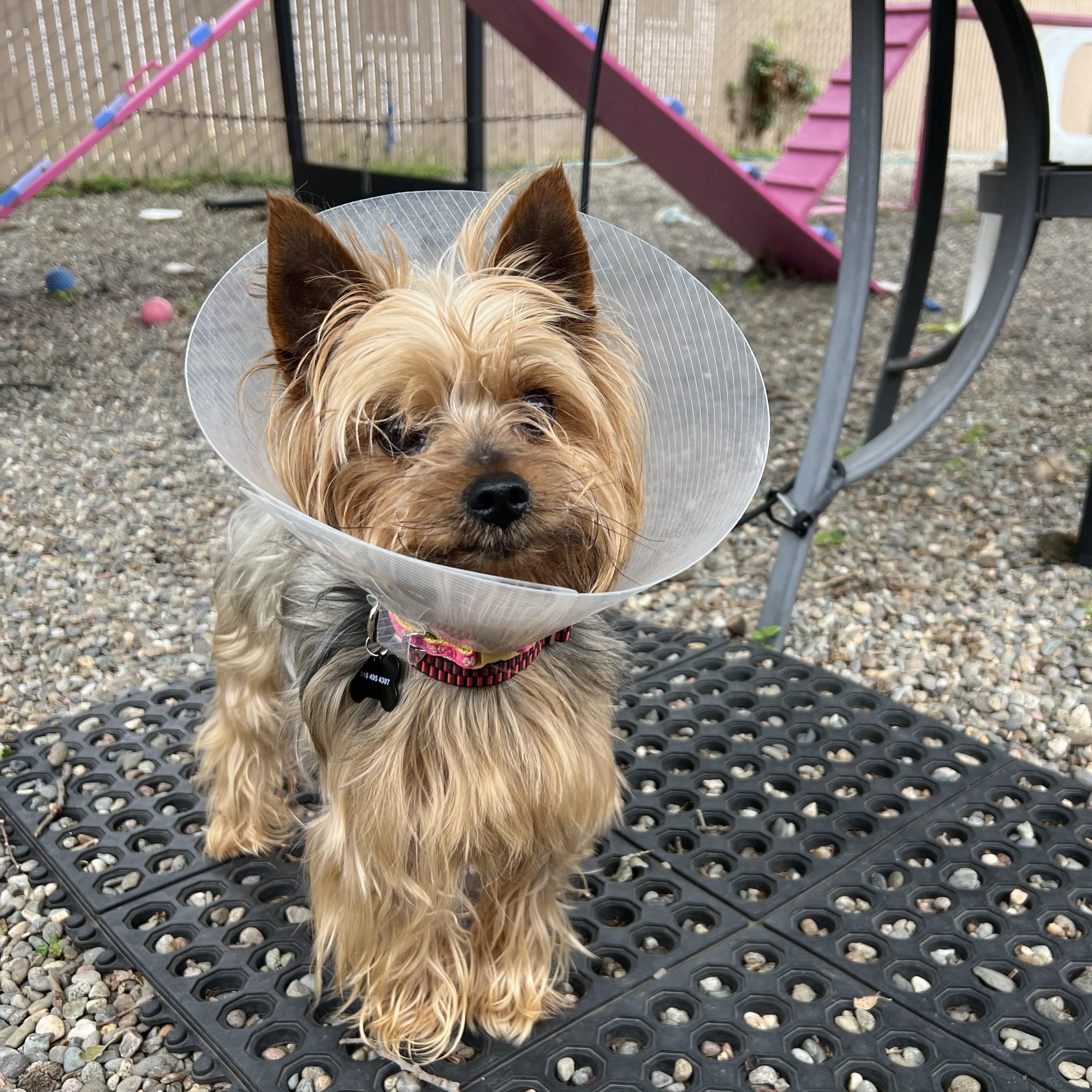 Angus, an adopted mixed breed in Sacramento, CA image 2/6