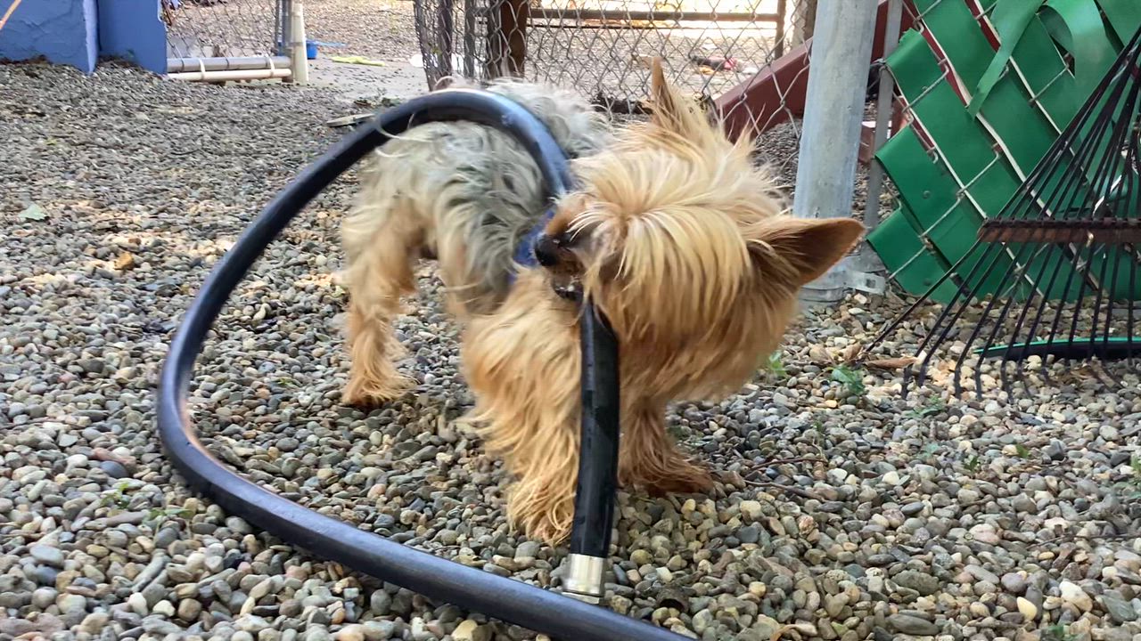 Enlarge Angus, an adopted mixed breed in Sacramento, CA video 6/6