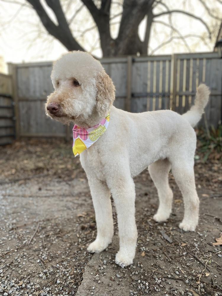 Dixie, Adoptable, Adult Female Goldendoodle.