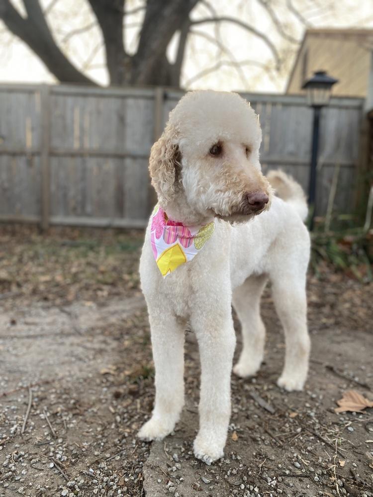 Enlarge Dixie, a Adoptable mixed breed in Tulsa, OK image 5/5