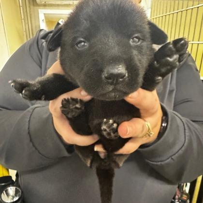 Hillary Ruff, Adoptable, Puppy Female Mixed Breed & Mixed Breed.