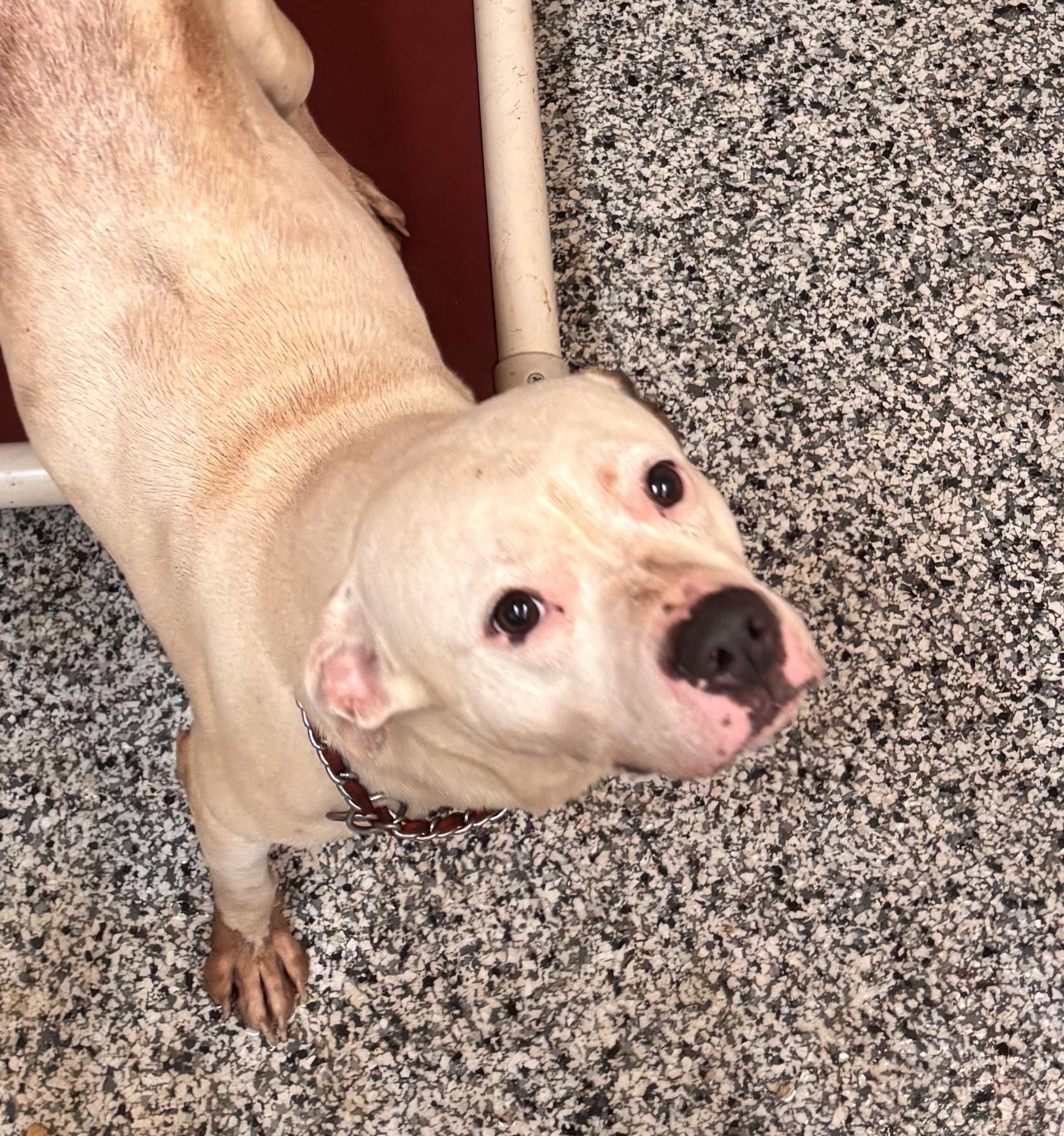 Chance, Adoptable, Young Male Pit Bull Terrier.