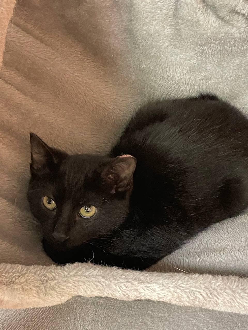 Marky, ADOPTABLE, Kitten Male Domestic Short Hair.
