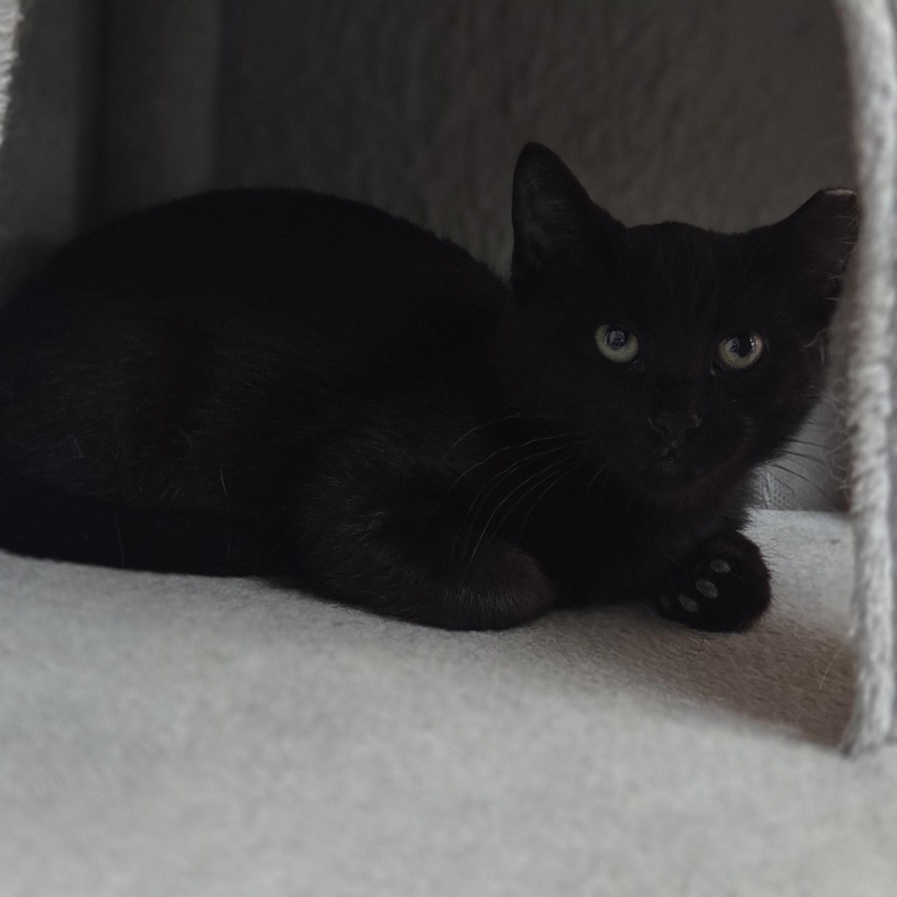 Enlarge Marky, a ADOPTABLE Domestic Short Hair in Louisville, OH image 2/2