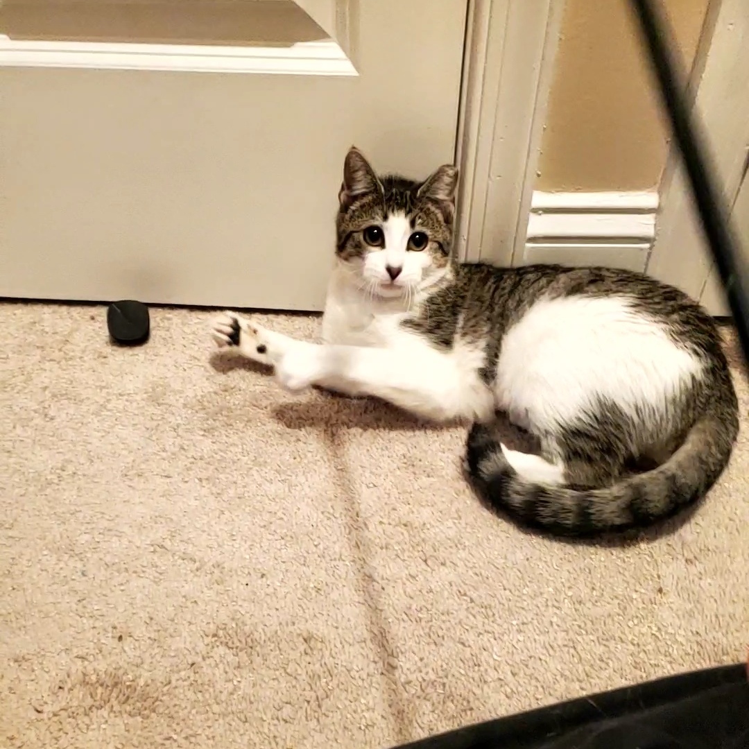 Enlarge Zinnia, a Adoptable mixed breed in Baltimore, MD image 2/5