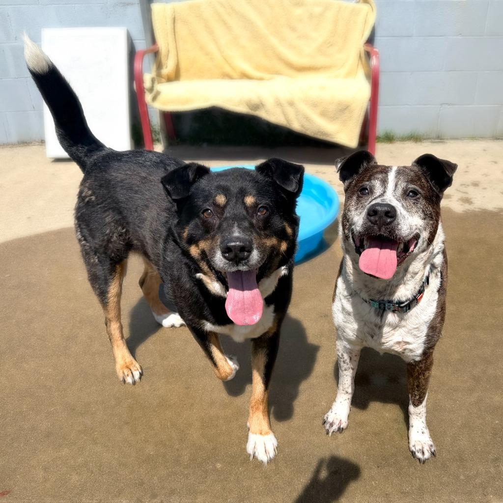 Buddy, Adoptable, Senior Male Mixed Breed.