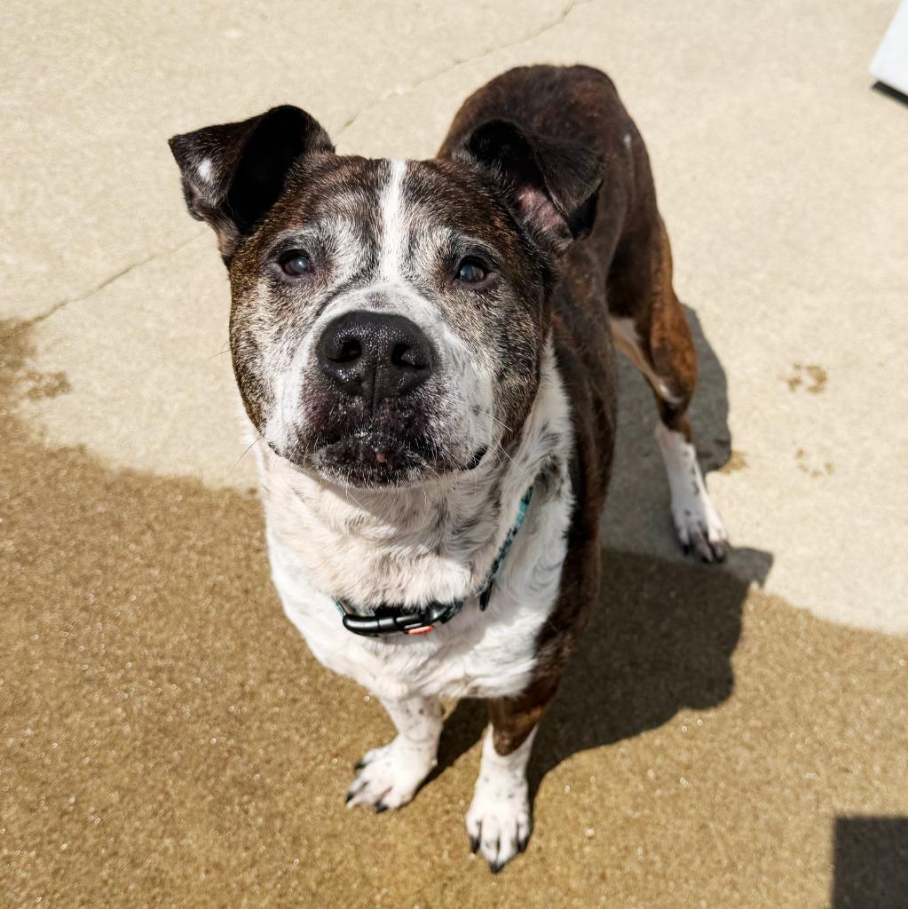 Enlarge Buddy, a Adoptable mixed breed in Olean, NY image 2/6